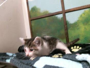 Domestic Short Hair Cats Available for Adoption in Houston, Texas - KATIA | PetCurious