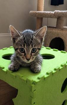 Sparrow -  Tabby Cat for Adoption in Fresno, California - Sparrow | PetCurious