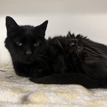 Bridgett -  Domestic Short Hair Cat Available for Adoption in Philadelphia, Pennsylvania - Bridgett | PetCurious