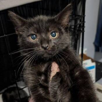 Jack (READ!) -  American Shorthair Cat for Adoption in Pikesville, Maryland - Jack (READ!) | PetCurious