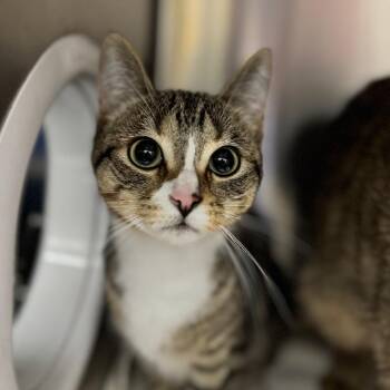 Domestic Short Hair Cats Available for Adoption in West Olive, Michigan - Arugula | PetCurious