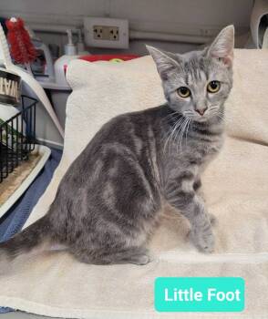 Rescue Domestic Short Hair Cats for Adoption in Richmond, Indiana - Little Foot | PetCurious