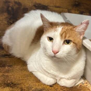 Sky Marshal -  Domestic Short Hair Cat for Adoption in Austin, Texas - Sky Marshal | PetCurious