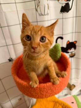 Colonel Mustard -  Domestic Short Hair Cat for Adoption in Elyria, Ohio - Colonel Mustard | PetCurious