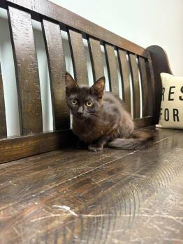 Domestic Medium Hair Cats Available for Adoption in Minneapolis, Minnesota - Paste | PetCurious