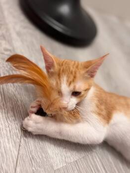 Rescue Domestic Short Hair Cats for Adoption in Boca Raton, Florida - Ember & Jett BONDED | PetCurious