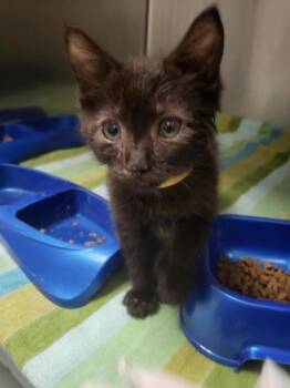 Coquelicot -  Domestic Short Hair Cat for Adoption in Montreal, Quebec - Coquelicot | PetCurious