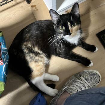 Tootsie (Two Face) -  American Shorthair Cat for Adoption in Westport, Connecticut - Tootsie (Two Face) | PetCurious