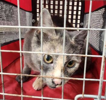 Domestic Short Hair Cats Available for Adoption in San Antonio, Texas - MISTY | PetCurious