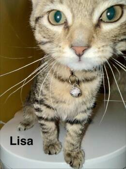 LISA -  Domestic Short Hair Cat for Adoption in Indianapolis, Indiana - LISA | PetCurious