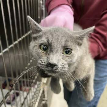 Laurie -  Domestic Short Hair Cat for Adoption in Kanab, Utah - Laurie | PetCurious