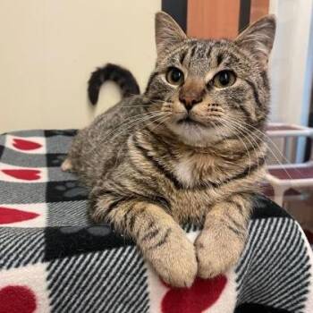 Domestic Short Hair Cats Available for Adoption - Tiger | PetCurious