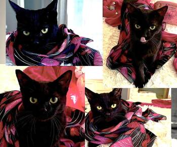 Domestic Short Hair Cats Available for Adoption - Giada | PetCurious