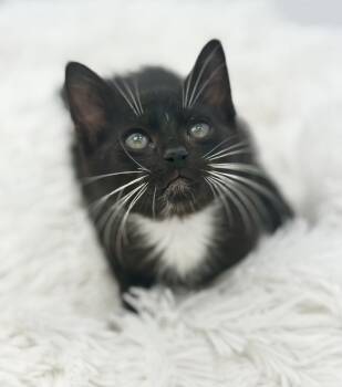 Porch Light -  Tuxedo Cat for Adoption in Covington, Louisiana - Porch Light | PetCurious