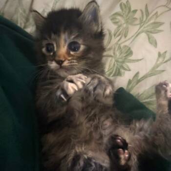 Rescue Domestic Short Hair Cats for Adoption in Austin, Texas - Ritual 24 | PetCurious