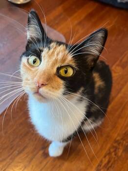 Rescue Domestic Short Hair Cats for Adoption in Minneapolis, Minnesota - Rumi | PetCurious