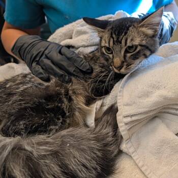 Fox Trot -  Domestic Medium Hair Cat for Adoption in Pasadena, California - Fox Trot | PetCurious