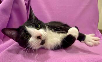 Lena -  Domestic Medium Hair Cat for Adoption in Manitou Springs, Colorado - Lena | PetCurious