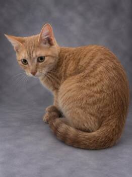 TIGGER -  Domestic Short Hair Cat for Adoption in Winter Haven, Florida - TIGGER | PetCurious