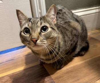 Domestic Short Hair Cats Available for Adoption in Tampa, Florida - Suki | PetCurious