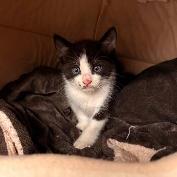 Cowboy -  Domestic Short Hair Cat for Adoption in West Palm Beach, Florida - Cowboy | PetCurious