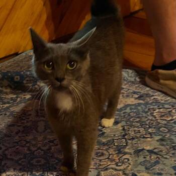 Cougar -  Domestic Short Hair Cat for Adoption in Concord, New Hampshire - Cougar | PetCurious