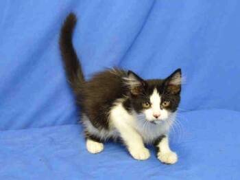 Domestic Long Hair Cats Available for Adoption in Brentwood, Missouri - TOM | PetCurious