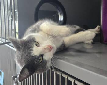 Rambo -  Domestic Short Hair Cat for Adoption in Viroqua, Wisconsin - Rambo | PetCurious