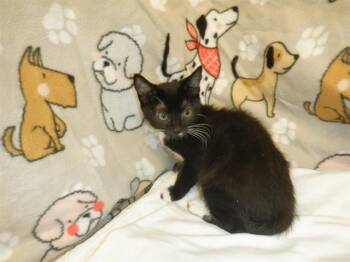 DALMATIAN -  Domestic Short Hair Cat for Adoption in San Jose, California - DALMATIAN | PetCurious