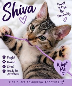 Shiva -  Tabby Cat for Adoption in St. Augustine, Florida - Shiva | PetCurious