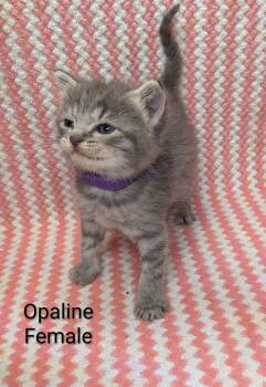 Opaline -  Domestic Short Hair Cat Available for Adoption in Clarksville, Tennessee - Opaline | PetCurious