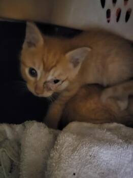 Domestic Short Hair Cats Available for Adoption in Fort Walton Beach, Florida - A234421 | PetCurious