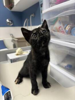 SUMMER* -  Domestic Short Hair Cat for Adoption in Santa Cruz, California - SUMMER* | PetCurious