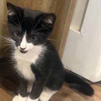 PINECONE -  Domestic Short Hair Cat for Adoption in Auburn, California - PINECONE | PetCurious