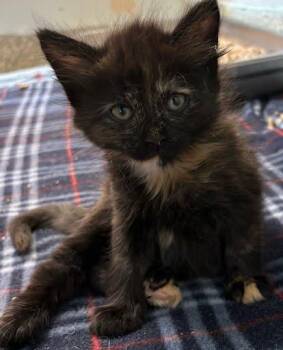 Miranda -  Domestic Medium Hair and Domestic Short Hair Cat for Adoption - Miranda | PetCurious