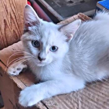 Clara -  Siamese Cat for Adoption in Rutherfordton, North Carolina - Clara | PetCurious
