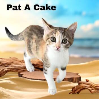 PAT A. CAKE -  Domestic Short Hair Cat Available for Adoption in Visalia, California - PAT A. CAKE | PetCurious