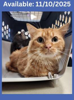 Rescue Extra Toes Cat Hemingway Polydactyl and Domestic Medium Hair Cats for Adoption in Greenville, Texas - Cat Condo #13 Rinland | PetCurious