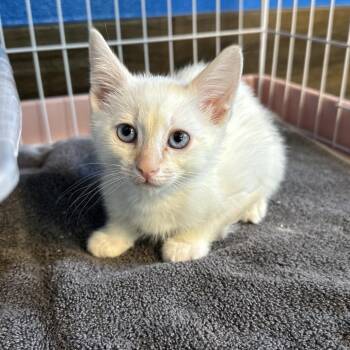 Siamese and Domestic Short Hair Cats Available for Adoption in Yucaipa, California - Dallas | PetCurious