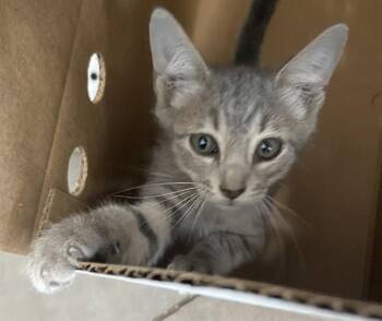MAYSON -  Domestic Short Hair Cat for Adoption in Dallas, Texas - MAYSON | PetCurious