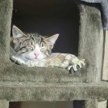 Domestic Short Hair Cats Available for Adoption - Fruit Loops | PetCurious
