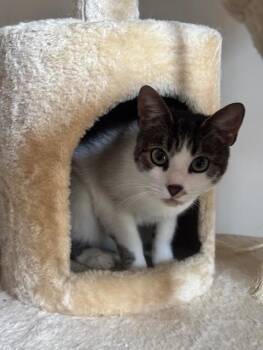 BEACON -  Domestic Short Hair Cat for Adoption in Derwood, Maryland - BEACON | PetCurious