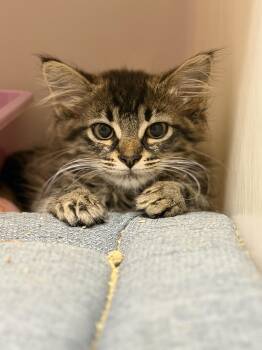 Hattie -  Domestic Long Hair Cat for Adoption in Elberton, Georgia - Hattie | PetCurious