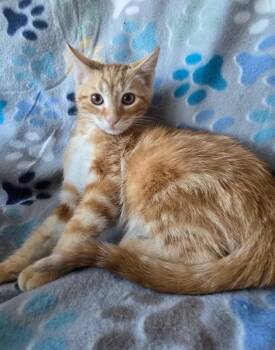 Rescue Domestic Short Hair Cats for Adoption in Spotswood, New Jersey - MONOPOLY | PetCurious