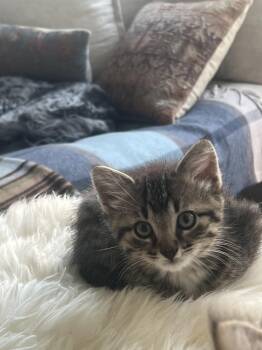 Willie -  Domestic Short Hair Cat for Adoption in Farmington, Minnesota - Willie | PetCurious