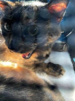 Domestic Short Hair Cats Available for Adoption - KAIRO | PetCurious