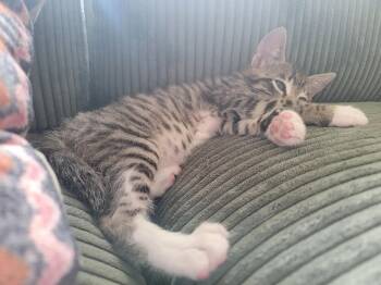 Rescue Domestic Short Hair Cats for Adoption in Davis, California - Colin | PetCurious