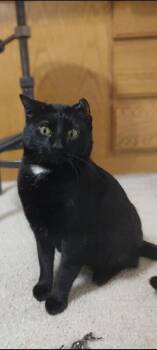 Domestic Short Hair Cats Available for Adoption in Fort Collins, Colorado - Soot Sprite | PetCurious