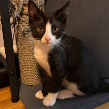 J&J: Jerry -  Domestic Short Hair Cat for Adoption in Falls Church, Virginia - J&J: Jerry | PetCurious