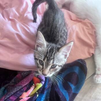 Domestic Short Hair Cats Available for Adoption in Powdersville, South Carolina - Charlie | PetCurious